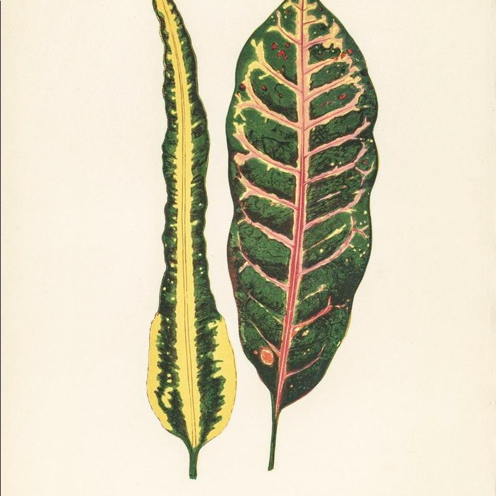 Set of 6 Framed Botanical Prints - Picture 2 of 6